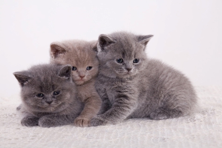 SHADES OF GRAY - pets, kittens, shades, gray, canine, cute