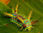 CATERPILLAR