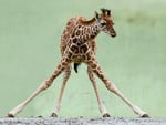 BABY GIRAFFE