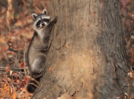 CUTE RACCOON - wildlife, mask, rodent, raccoon, cute