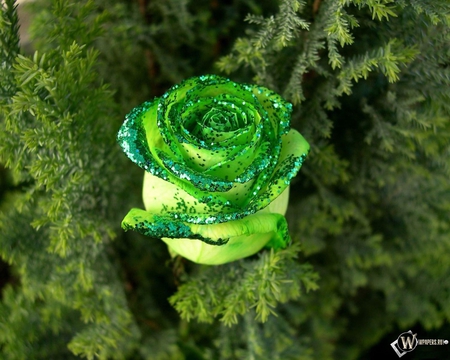 green flower - between leaves, shinning, green, leaves