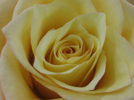 Yellow rose - beauty, nature, closeup, yellow, petals, flowers, rose