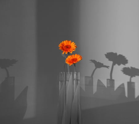 Silent Endurance - orange, silent, flowers, black and white, still life, endurance