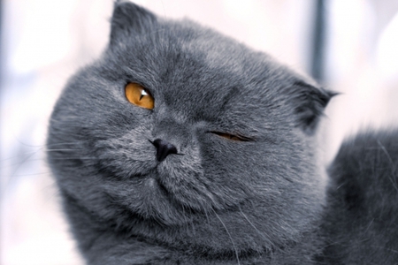 Winking cat - funny, cute, cat, blue