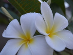 white flowers