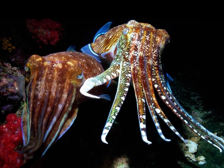 Octopus - beautiful, cool, picture, octopus