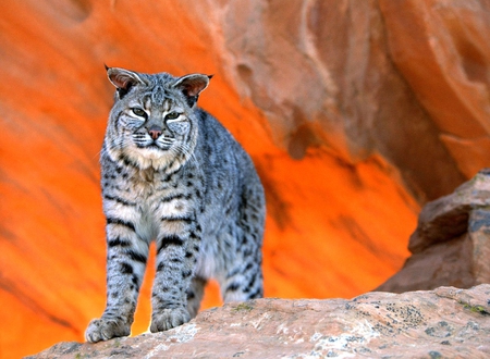 Cat inside Rock - picture, in rock, beautiful, cat