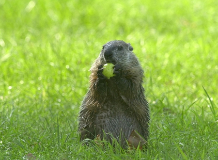 Cute Animal - in grass, animal, cute, picture