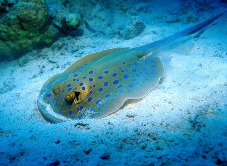 Fish on Sand - on sand, picture, fish, beautiful