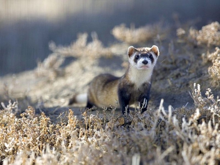 Black-Footed-Ferret - black-footed, picture, ferret, cool