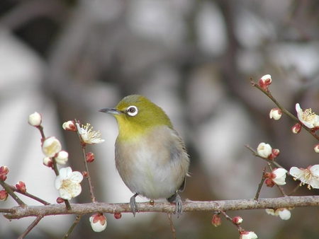 Honeybird. - bird, spring, perch, blossom