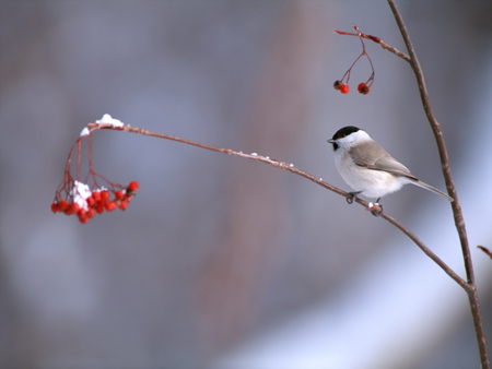 Bird. - bird, winter, berry, snow, perch