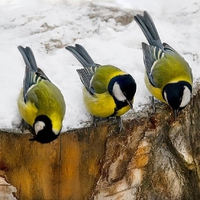 Great tit birds.