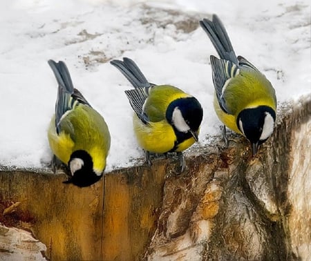 Great tit birds. - snow, bird, great tit, winter