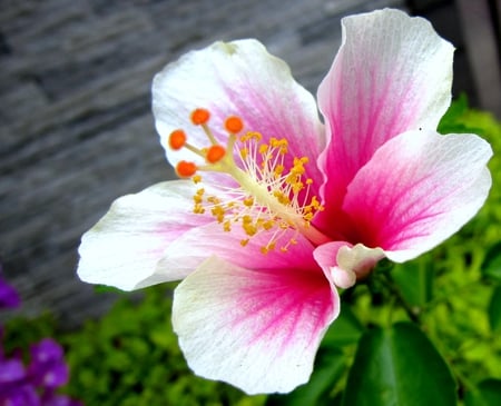 Hibiscus rosa-sinensis - beautiful, bright, hibiscus, colorful