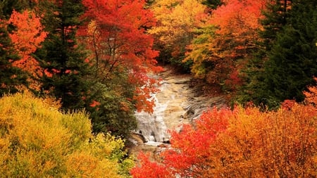 colorful forest - 1080p, d, bushes, color, forest, plant, tree