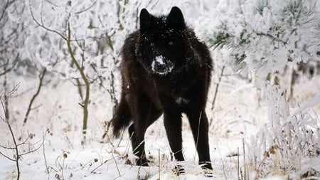 black wolf - animal, 1080p, wolf, hd, snow