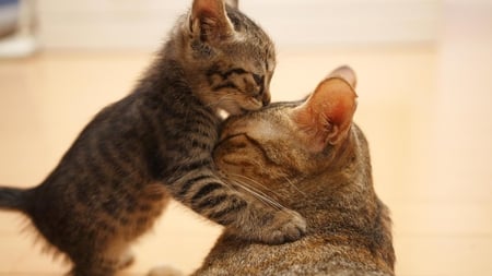 love you mom - love, cat, animal, mom, widescreen