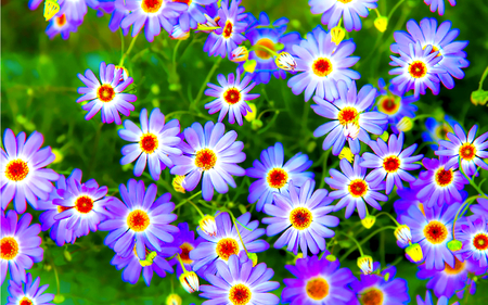 Pretty Flowers - beauty, colorful, colorful flowers, lovely, spring, nature, pretty, beautiful, spring time, green, flowers, colors