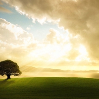 Tree in Grass