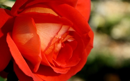 Rose - tenderness, soft, rose, beauty, flower, petals, orange rose, softness