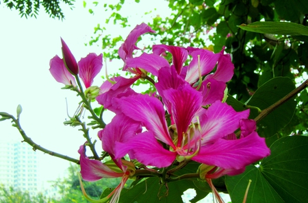 Cercis chinensis   - pretty, splendid, flower, pink