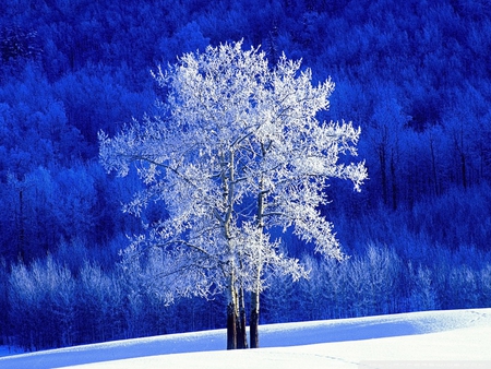 magnificent winter - winter, nature, blue, snow, tree