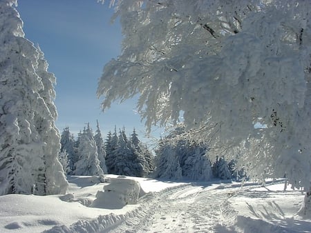 winter in Schwarzwald - white, nature, forest, snow, schwarzwald, winter, road, germany