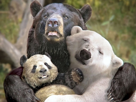 Bear mix - lol, animals, bear, mix, wallpaper