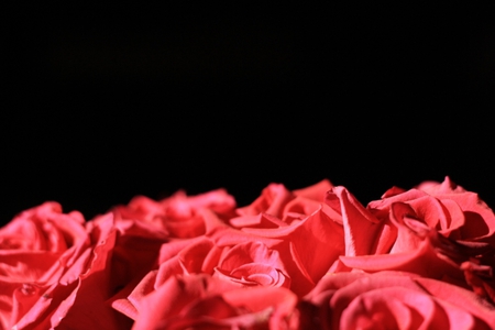 Roses - beauty, pink roses, background, roses, tenderness, wonderful petals, softness, beautiful, flower