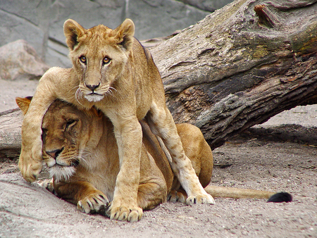 Am I Bothering You? - playful, cub, cats, lion, mother, affection, child, animals