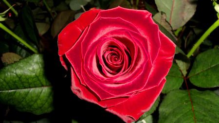 Red Rose - roses, lonely, beautiful, photography, alone, beauty, lovely, photo, flower, flowerbed, flowers, nature, red, garden, rose