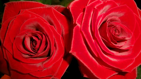 For Luiza and Her Loved One, ...!! - roses, beautiful, photography, lovely, photo, flower, flowers, luiza, nature, red, rose