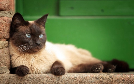 Beautiful cat. - pose, animal, siamese, cat