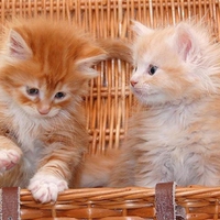 Cats in picnic basket.