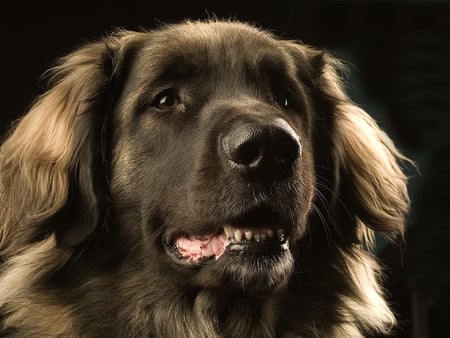 Brown dog - puppy, dog, animal, cute, friend