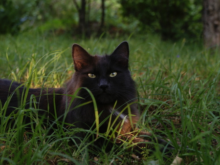 Black cat in the grass - animal, cute, black, kitten, cat, nature, grass