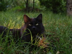 Black cat in the grass