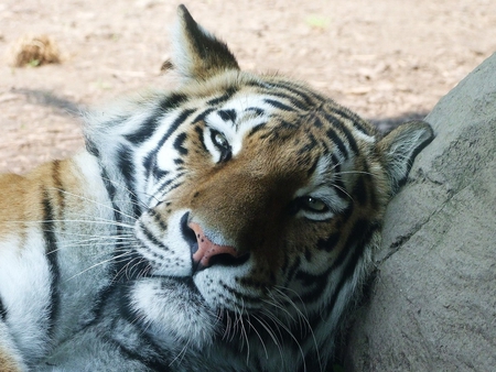 Lazy tiger - lazy, animal, tiger, cat