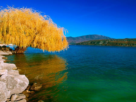 Yellow tree - nature, lake, tree, forest