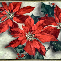 Poinsettias 1