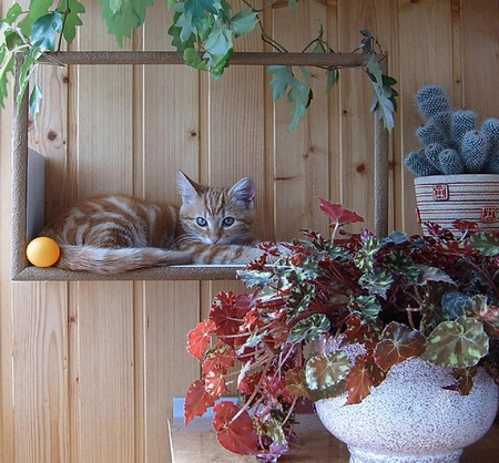 Cat by the begonia. - begonia, cat, wall, plant