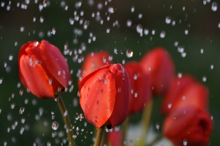 Raining red tulips - rain drops, flowers nature, tulips, red