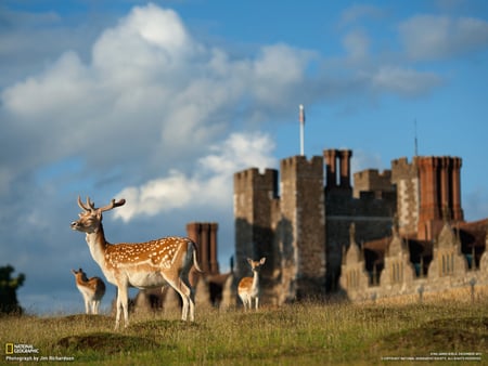 Magestic - field, nature, deer, grass