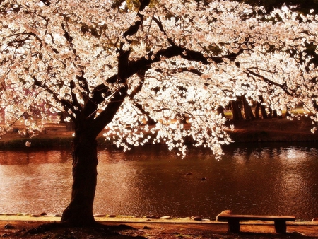 Magic tree - nature, sepia, lake, night, tree