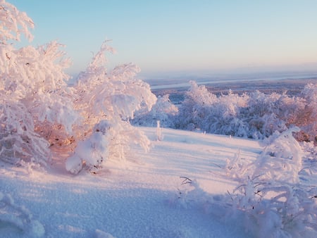 Winter landscape - winter, tree, ice, nature, snow