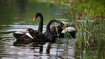 Beautiful Black Swans - black, swans, beautiful, bulrushes, lake, red beak