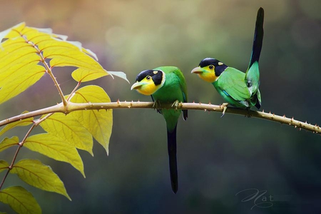 Long-tailed Broadbill - long-tailed broadbill, couple, branch, bird, pair, beautiful, leaves, cute, strange