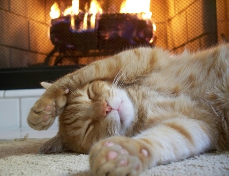 cozy - cozy, sleeping, fireplace, cat