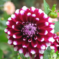 Purple dahlia.